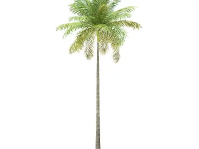 Bottle Palm Tree 3D Model 8m 3D model