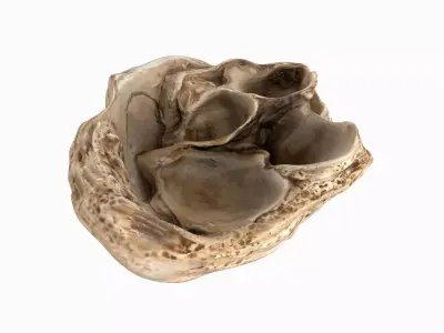 Fossil Sea Shells 3D model