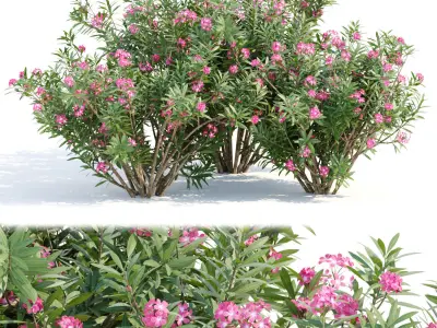 60 Bush models collection vol 10 3D Model 3D Model Pack