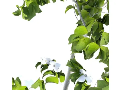 3Dmodel Tree Japanese Yamaboushi 3D model