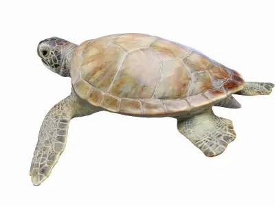  Green Sea Turtle Anatomy 