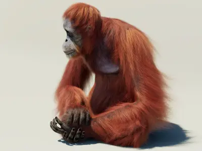  Orangutan Rigged Fur 