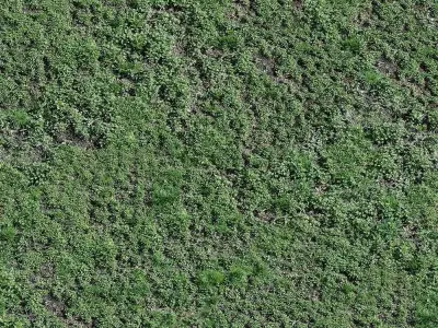 Seamless Green Grass Ground Texture Texture
