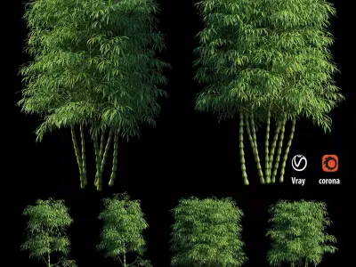 Bambusa ventricosa 02 3D model