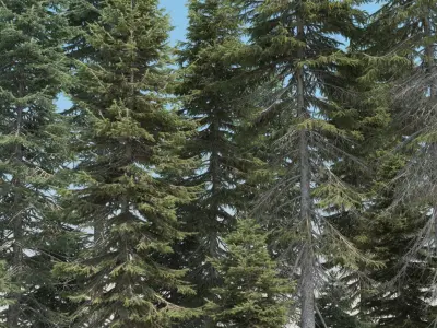  20 Picea Abies Trees with snow 