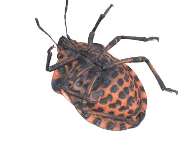  BEETLE GRAPHOSOMA BUG ANATOMY INSECT 
