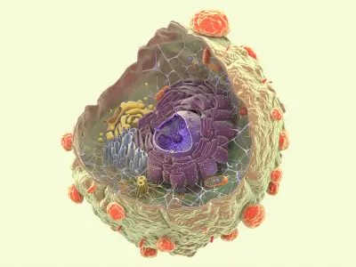  Cancer Cell Structure 
