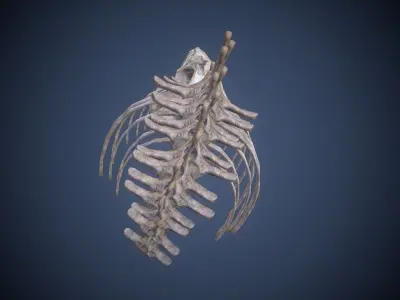 Whale skeleton Low-poly 3D model