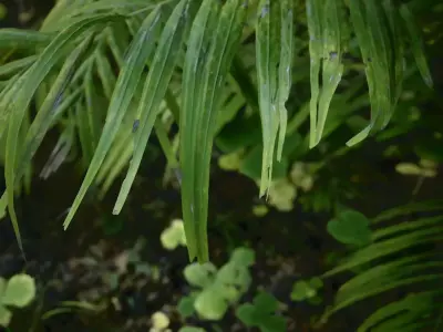 Tropical Forest Low-poly 3D model