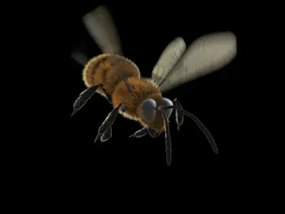  Animated Bee for Cinema 4D 