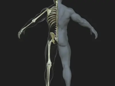 Male Skeleton with Skin 3D model