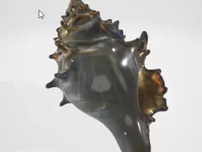 Beach Seashell 3D Model for Games and Animation 3D model