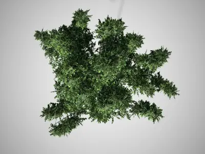 Agarwood Tree Low-poly 3D model