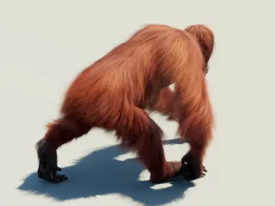  Orangutan Animated Fur 