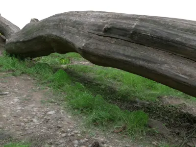 Tree trunk bench long Low-poly 3D model