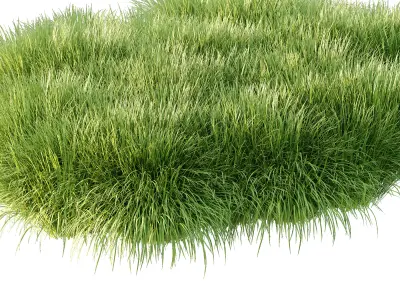 Carex Elata Aurea Grass 01 3D model