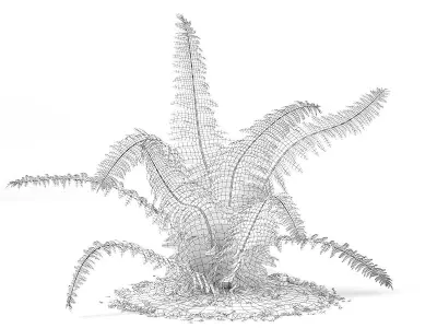 Fern Dicksonia antarctica 3D model