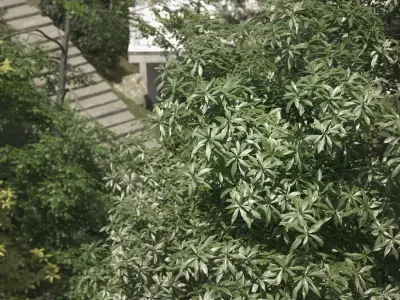 Maxtree Plant Models Vol 11 - Mesh 3D model