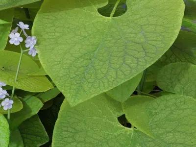 Brunnera macrophylla 3D model