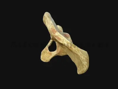 3D Pelvic Anatomy 3D model