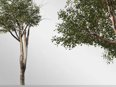 Silver Birch Set-Vol 01 3D model