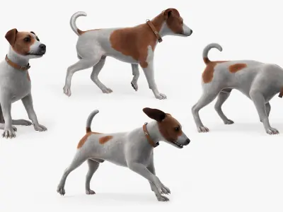  Jack Russell Animated Fur Rigged For Blender Collection 