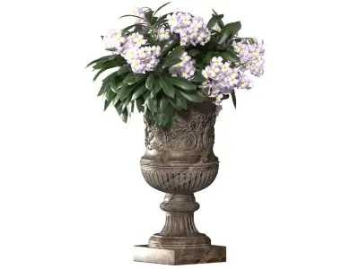 Plumeria Hawaiian in a classic flowerpot 3D model