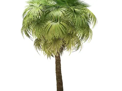 California Palm Tree 3D Model 7m 3D model