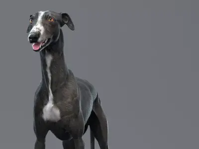 Greyhound Black Rigged 3D model