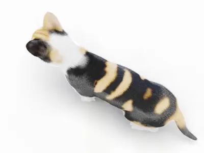  Full Cat Female Anatomy Static - Hair and Fur 