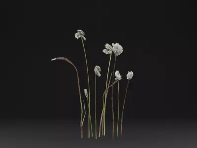 Eriophorum Plant Low-poly 3D model