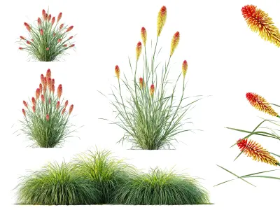AV Carex Elata Aurea Grass and Kniphofia Caulescens 3D model