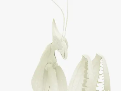  Praying Mantis White 