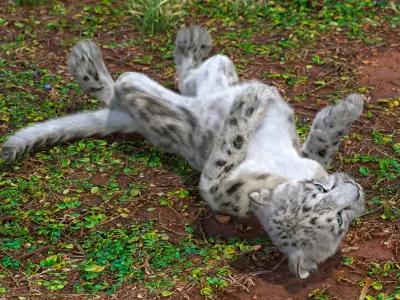  Snow Leopard Cub Fur for Maya Rigged 