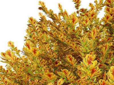 Fire Chief Arborvitae 3D Model Low-poly 3D model