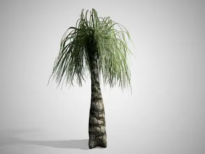 Ponytail Palm Tree Low-poly 3D model