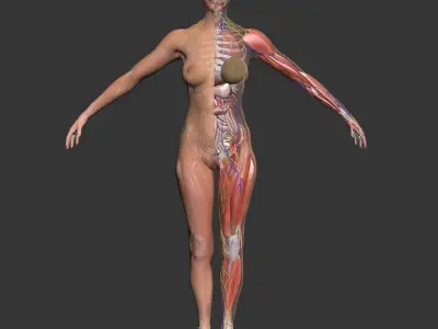 Ultimate Complete Female Body Anatomy 3DSmax 3D model