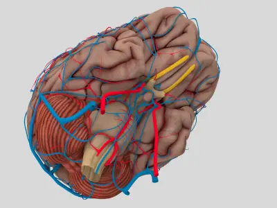  Human Brain Anatomy 