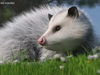  Opossum on Meadow with Blooming Flowers Fur 
