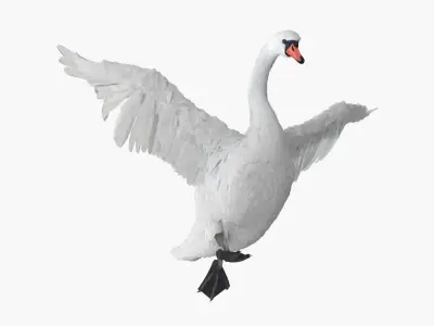  White Swan Rigged 