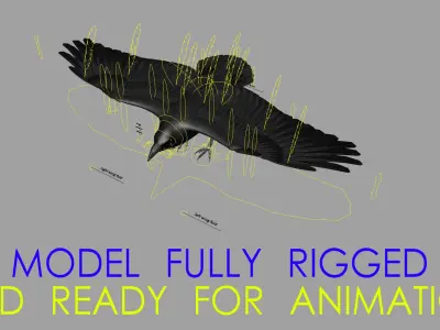  Chihuahuan Raven (Animated) 