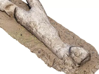 Log on the sand  3D model