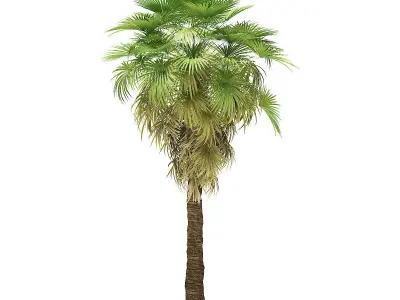 California Palm Tree 3D Model 7m 3D model