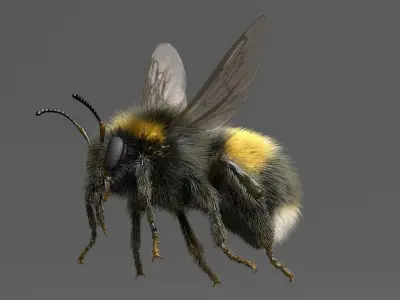  Bumblebee White-tailed Rigged 