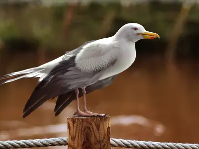  Seagull Fur Animated Rigged 