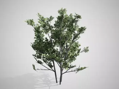 Common Hazel tree Low-poly 3D model