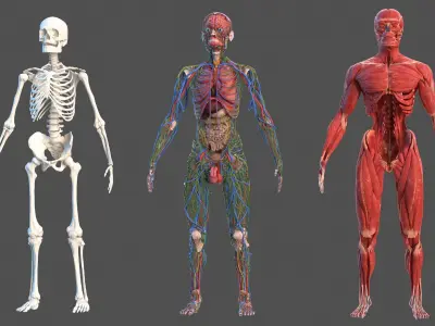  Complete Male Full Body Anatomy 