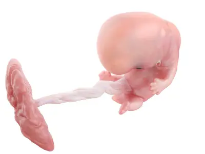  Fetus Anatomy Week 8 Animated 