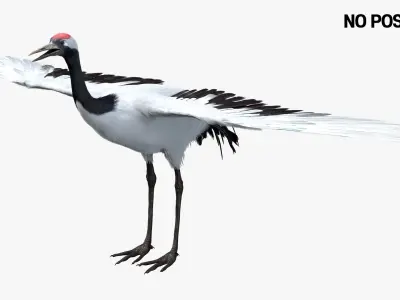 Red-crowned Crane Fur Animated Rigged 