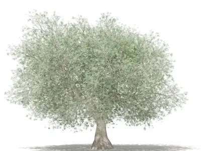 Olive Tree 3D model